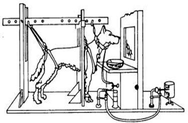 巴普洛夫的经典条件反射 华大应用心理研究院